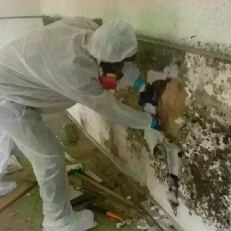 Mold Remediation and Removal in Owen County, KY